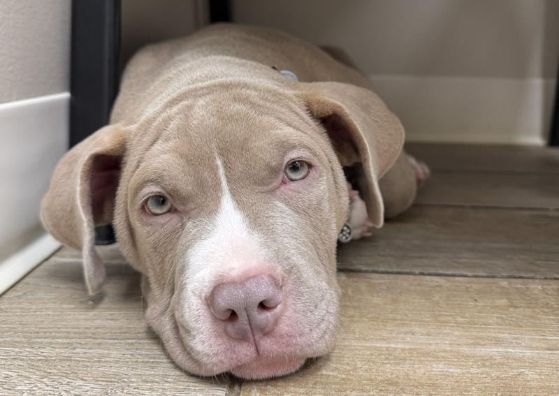 Carousel Slide 2: Learn about our care for dogs and puppies!