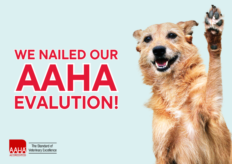 Carousel Slide 1: We're thrilled to announce that Animal Clinic at New Lenox is now an AAHA-accredited hospital!