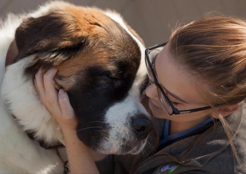Animal Clinic at New Lenox | New Lenox veterinarians